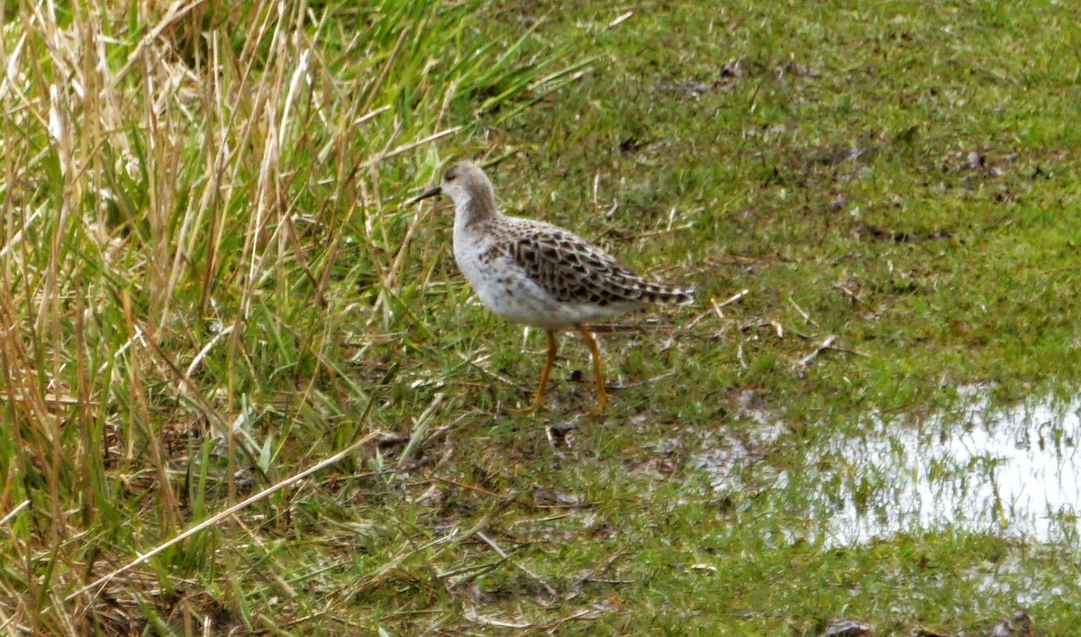 eBird Checklist - 6 Apr 2024 - Daniel Webster Wildlife Sanctuary (Mass ...