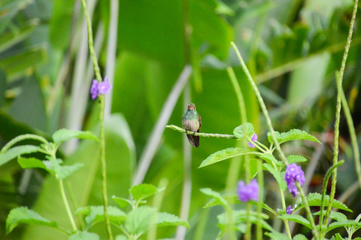 Rufous-tailed Hummingbird - Matt Blaze