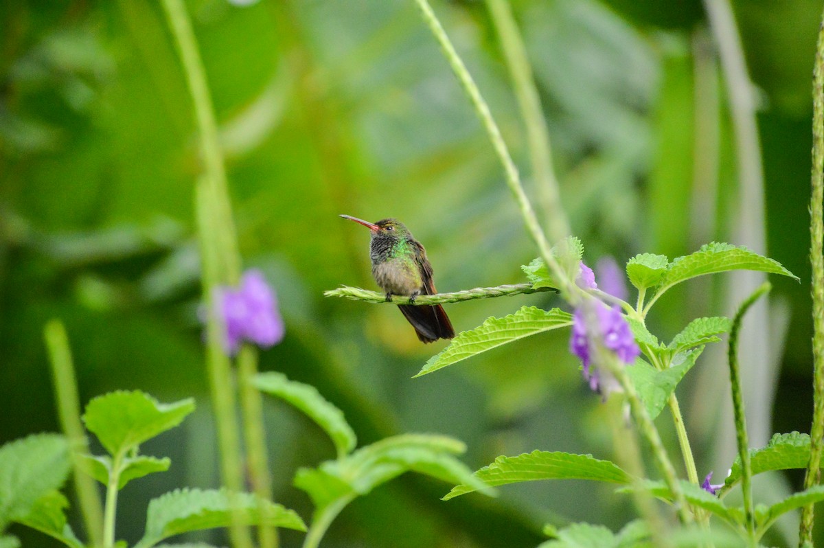 Rufous-tailed Hummingbird - ML617007311