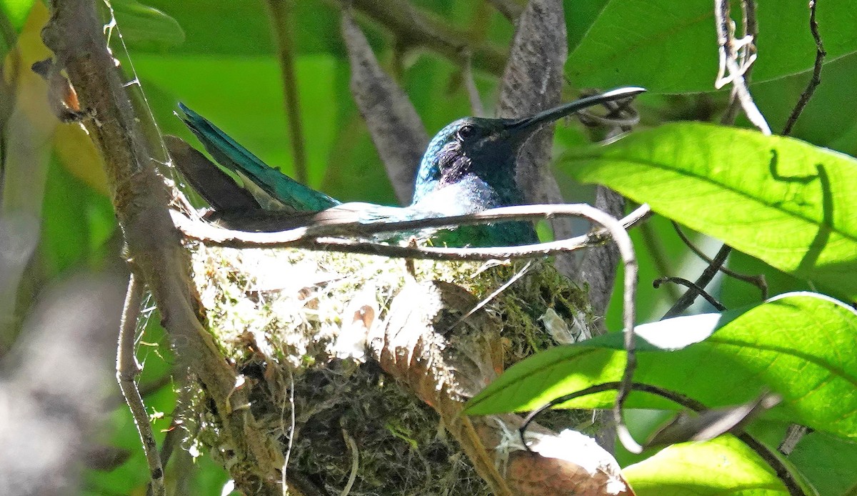 kolibřík modrolící - ML617007441