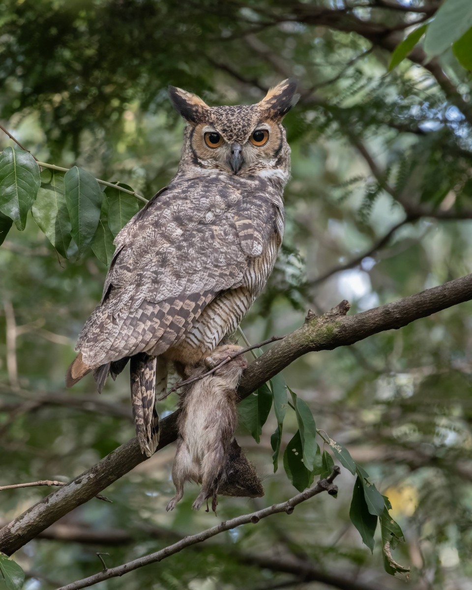 Great Horned Owl - Alejandro Pinto_TanagerPhotoTours
