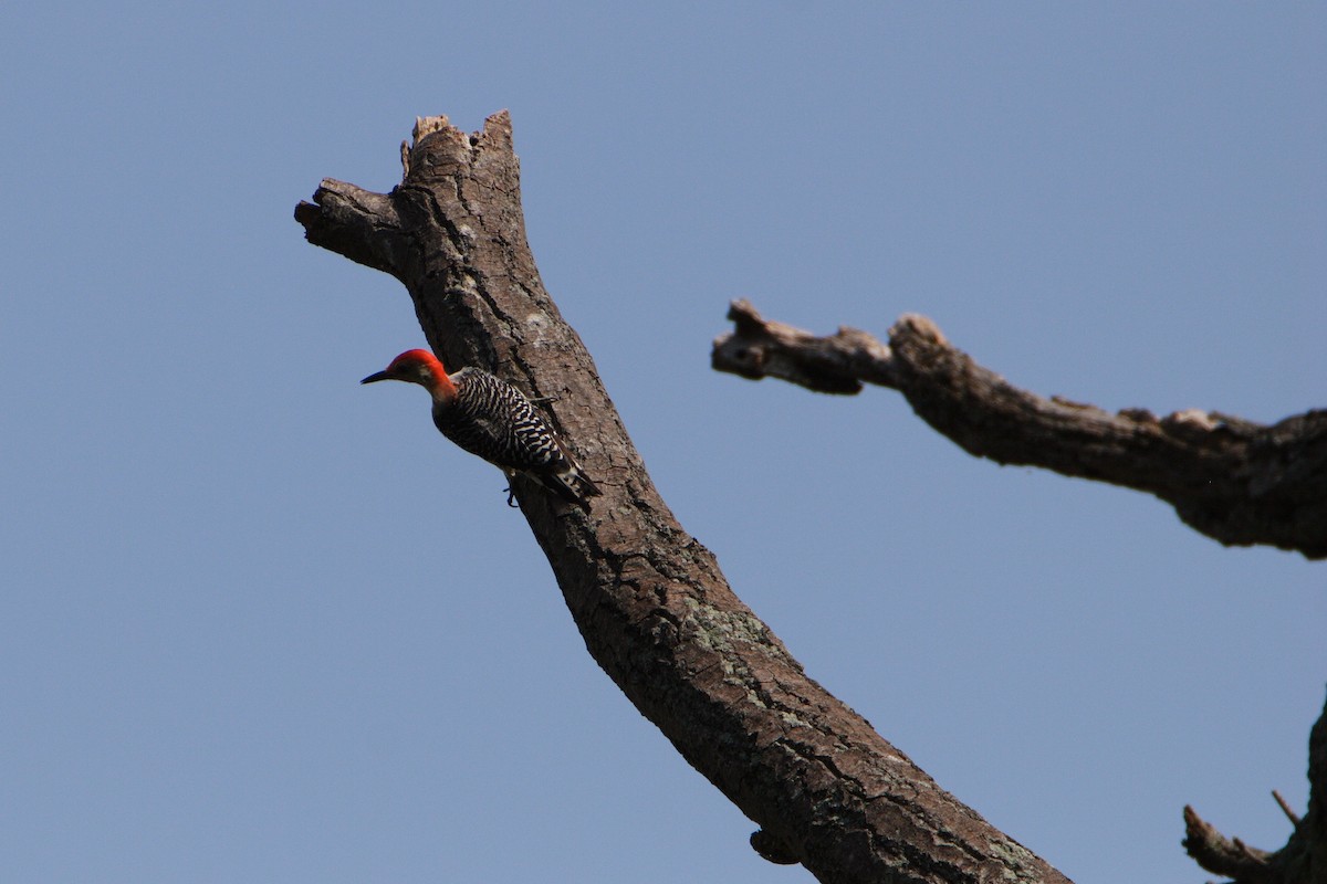 Red-bellied Woodpecker - ML617007499