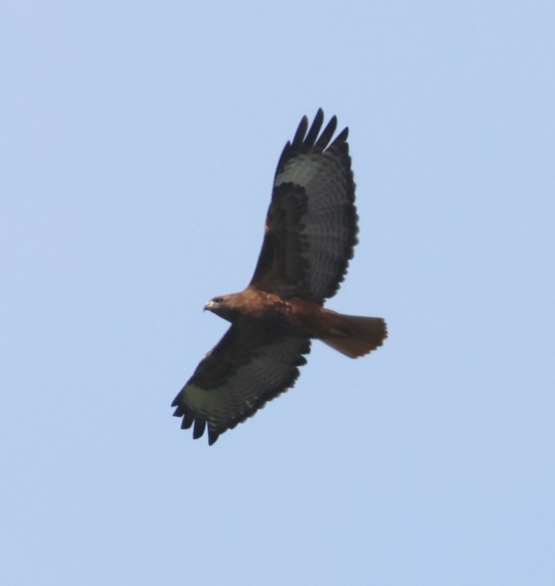 Red-tailed Hawk (calurus/alascensis) - ML617007527