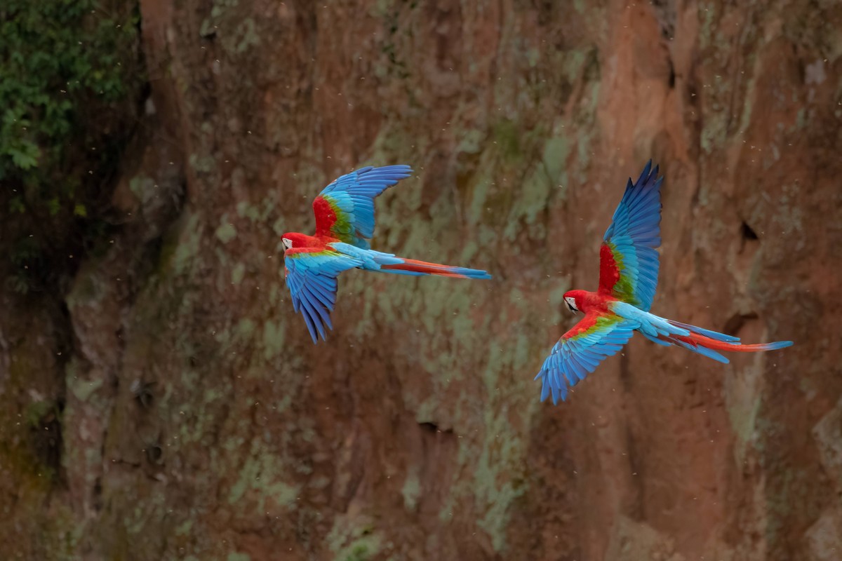 Red-and-green Macaw - ML617007583