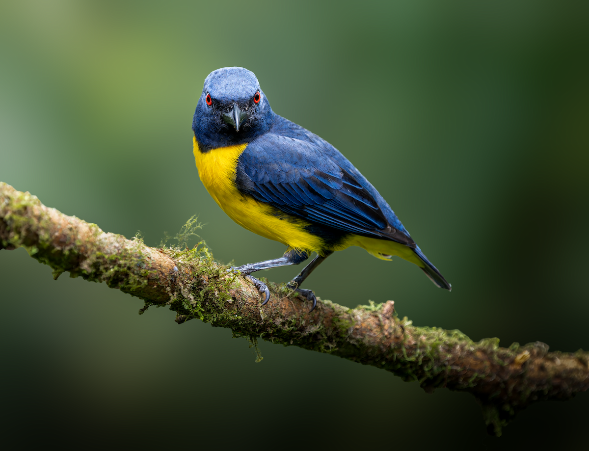 Blue-and-gold Tanager - Jorge Gabriel Campos