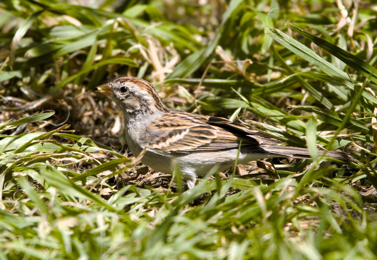 Chipping Sparrow - ML617007771