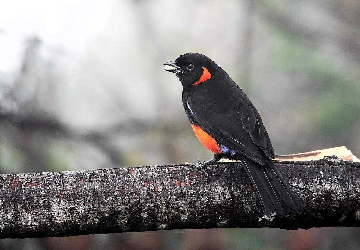 Scarlet-bellied Mountain Tanager - ML617007772