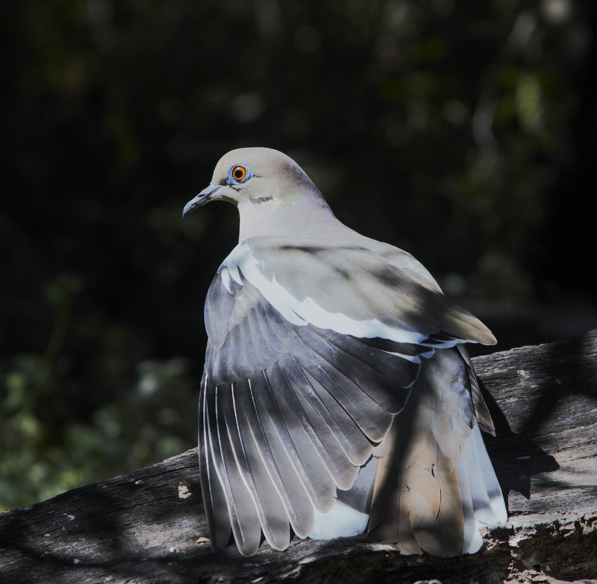 White-winged Dove - ML617007802