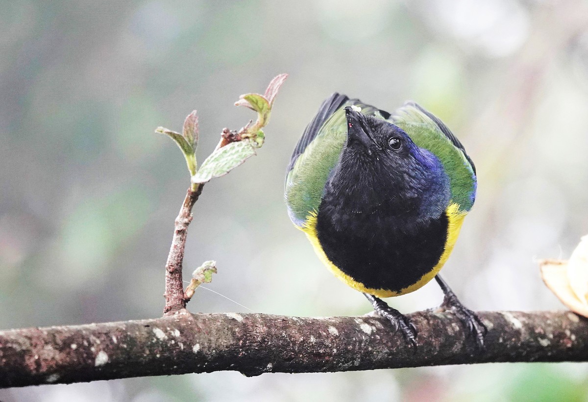 Black-chested Mountain Tanager - Sophia Wong
