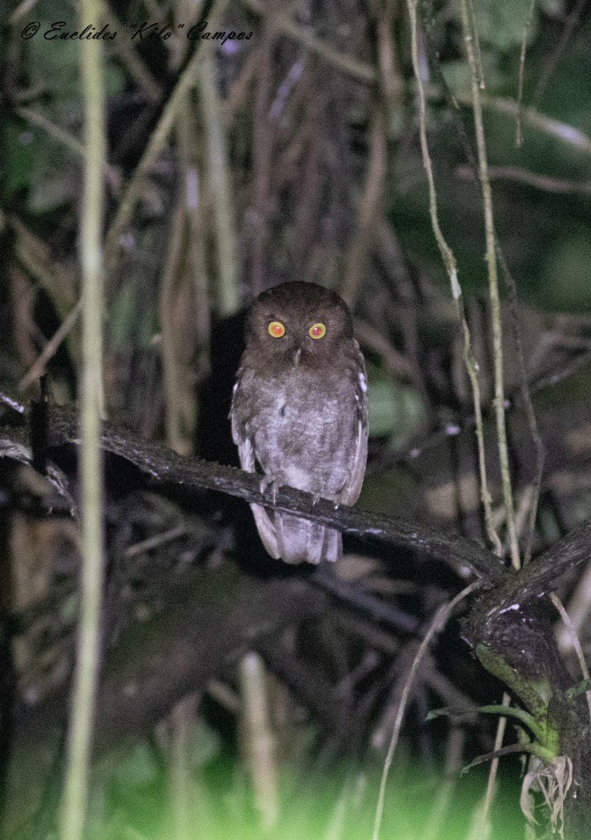 Puntarenas Screech-Owl (undescribed form) - Euclides "Kilo" Campos