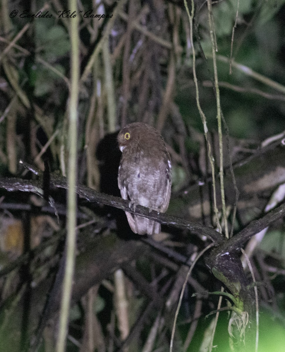 Puntarenas Screech-Owl (undescribed form) - ML617008006