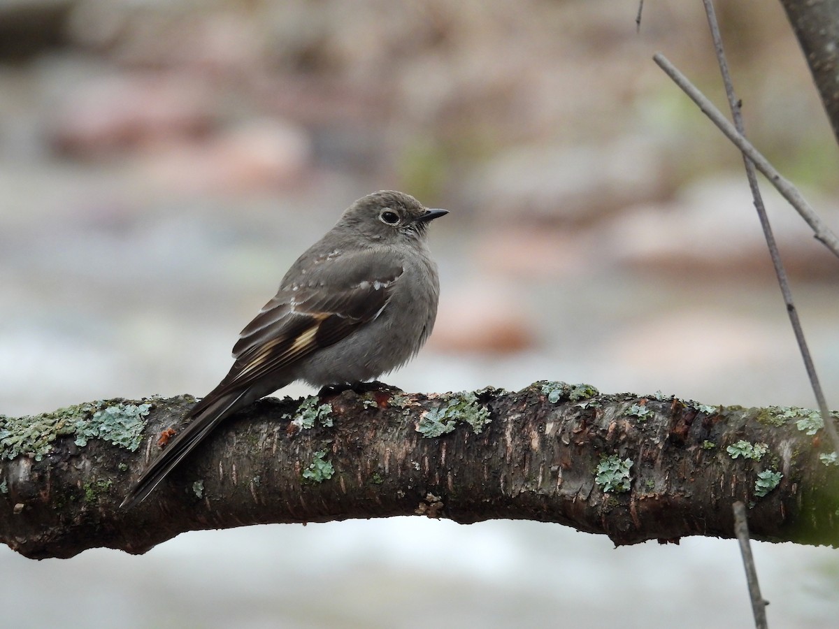 Townsend's Solitaire - ML617008030