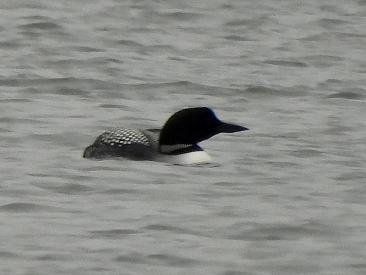 Common Loon - Kyle Strode