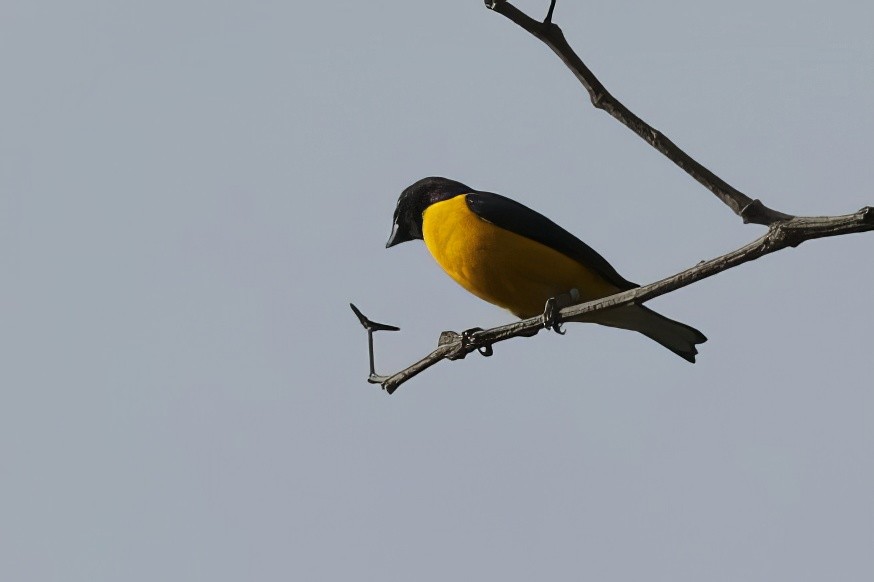 West Mexican Euphonia - ML617008106