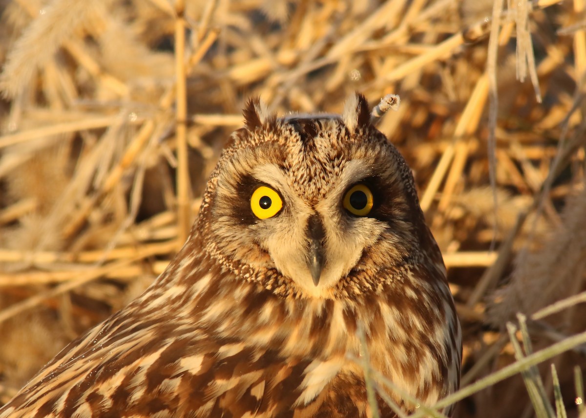 Short-eared Owl - Bence Kokay