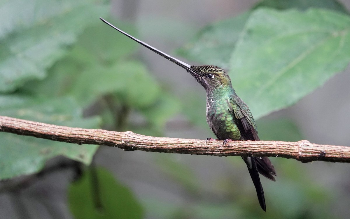 Sword-billed Hummingbird - ML617008363