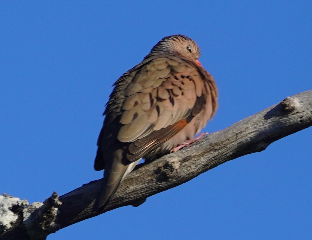 eBird Checklist 6 Apr 2024 Double Hammock Creek 37 species