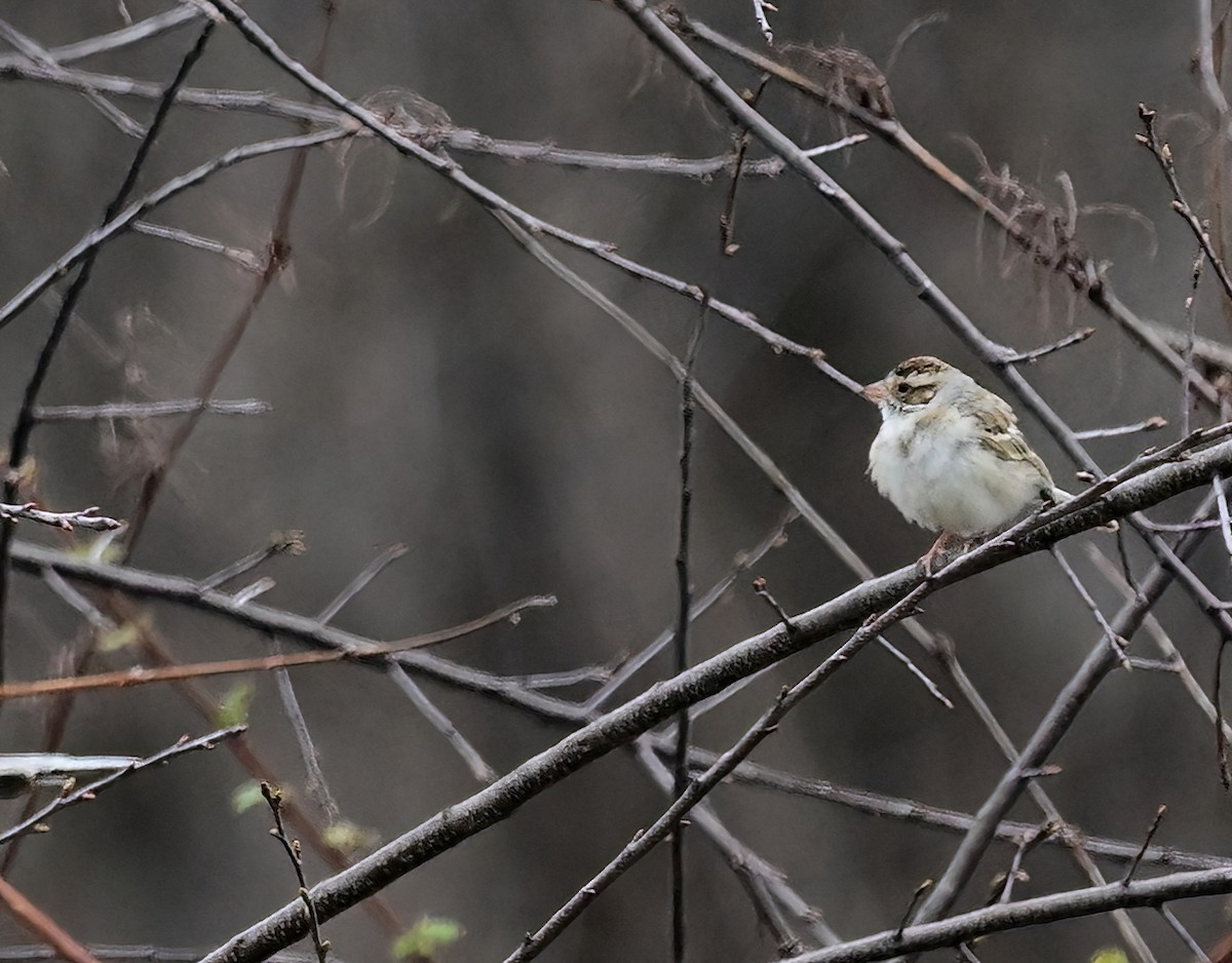 Clay-colored Sparrow - ML617008474