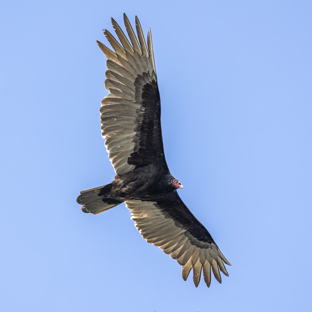 Turkey Vulture - ML617008678