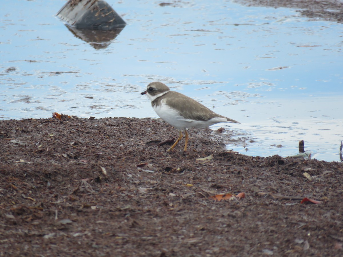 Semipalmated Plover - ML617008690