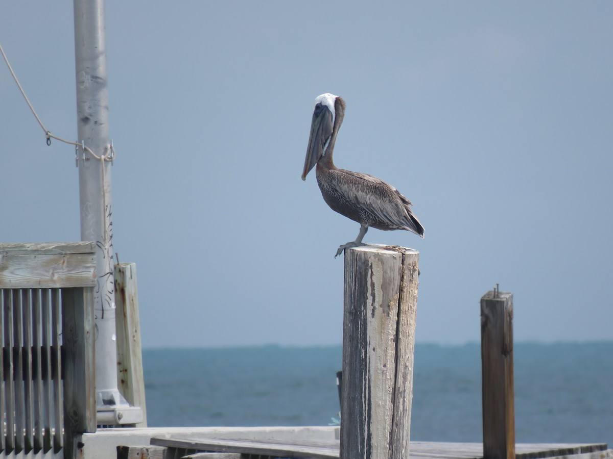 pelikán hnědý - ML617008751