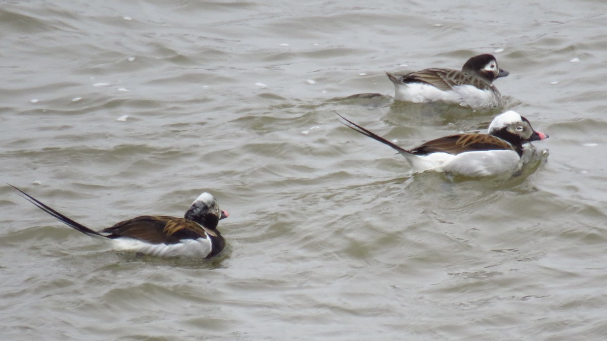 Long-tailed Duck - ML617008774