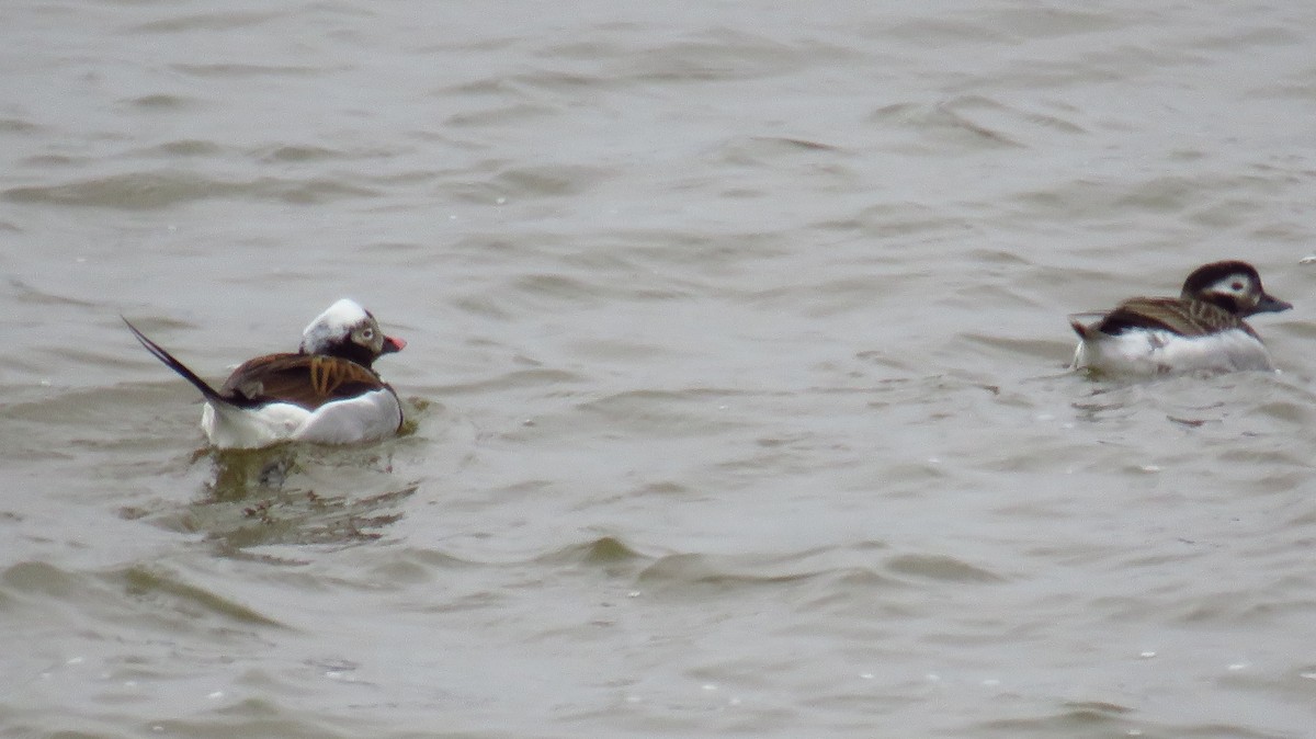Long-tailed Duck - ML617008775