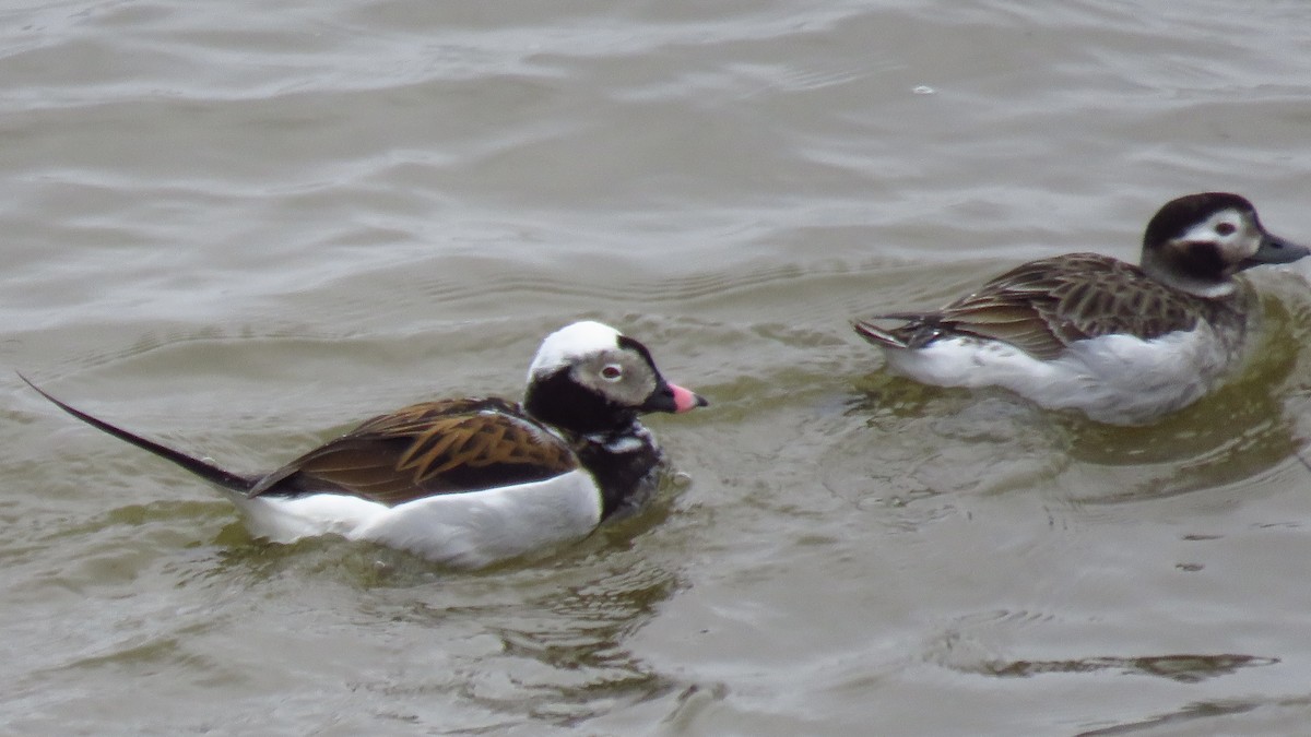 Long-tailed Duck - ML617008776