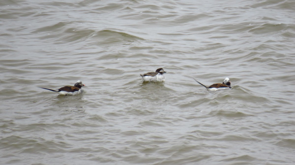 Long-tailed Duck - ML617008777