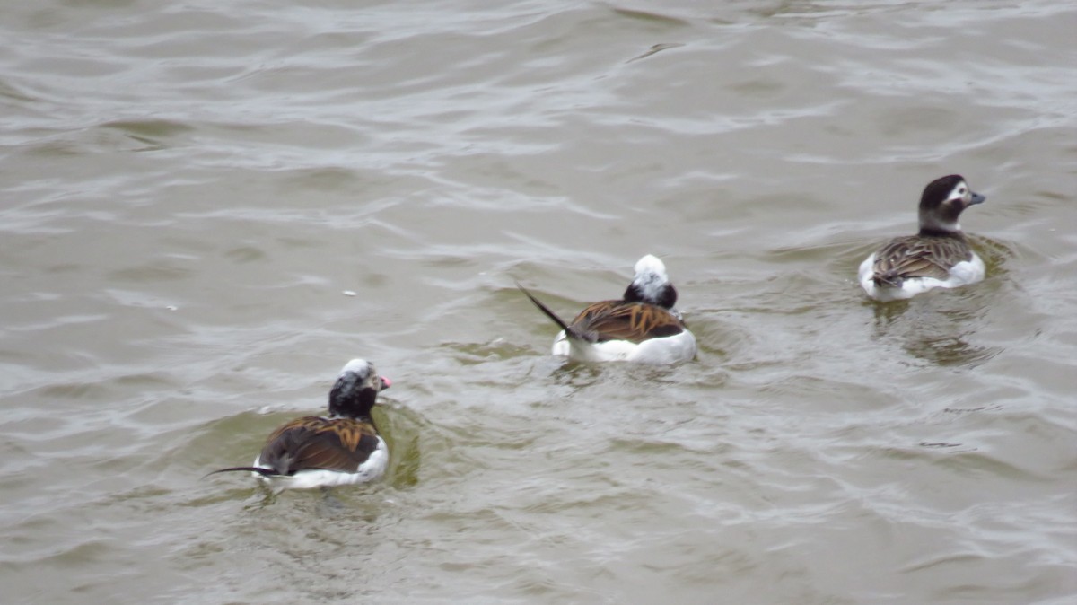 Long-tailed Duck - ML617008779
