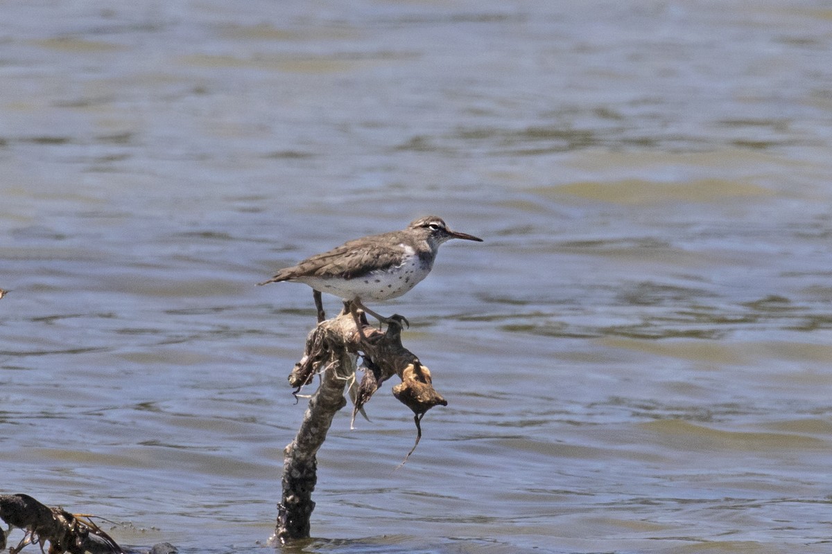 Spotted Sandpiper - Dick Dionne