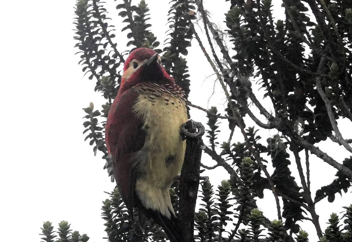 Crimson-mantled Woodpecker - ML617008861