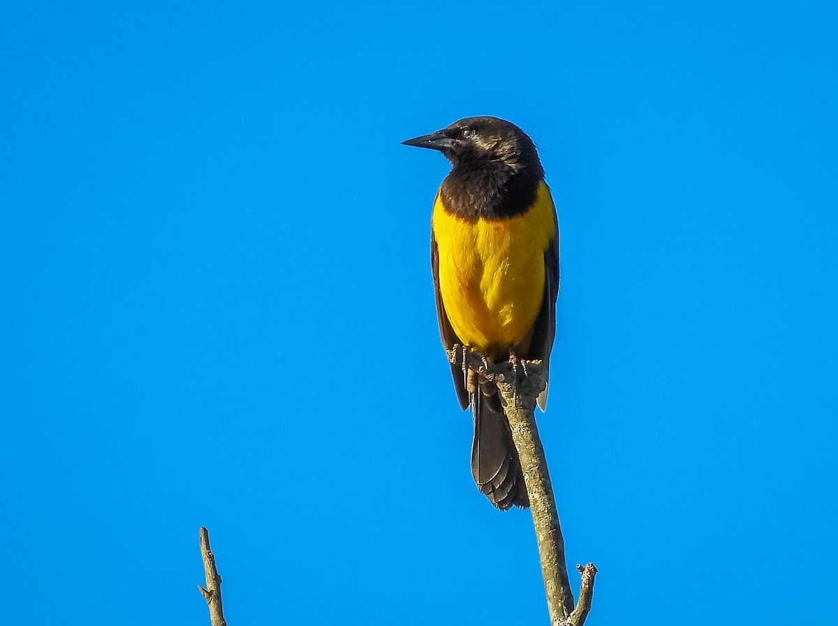 Yellow-rumped Marshbird - ML617008895