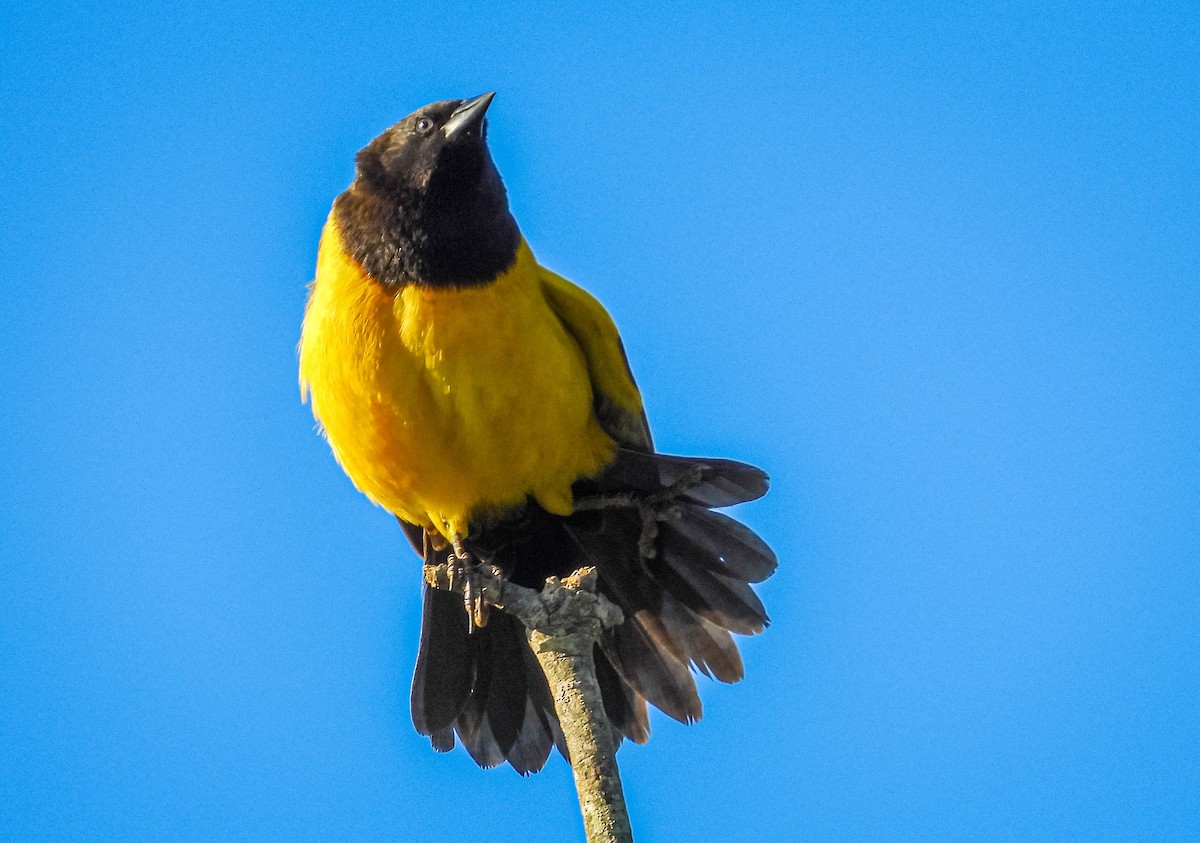 Yellow-rumped Marshbird - ML617008896