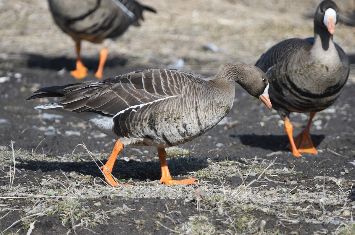 Greater White-fronted Goose - ML617009006