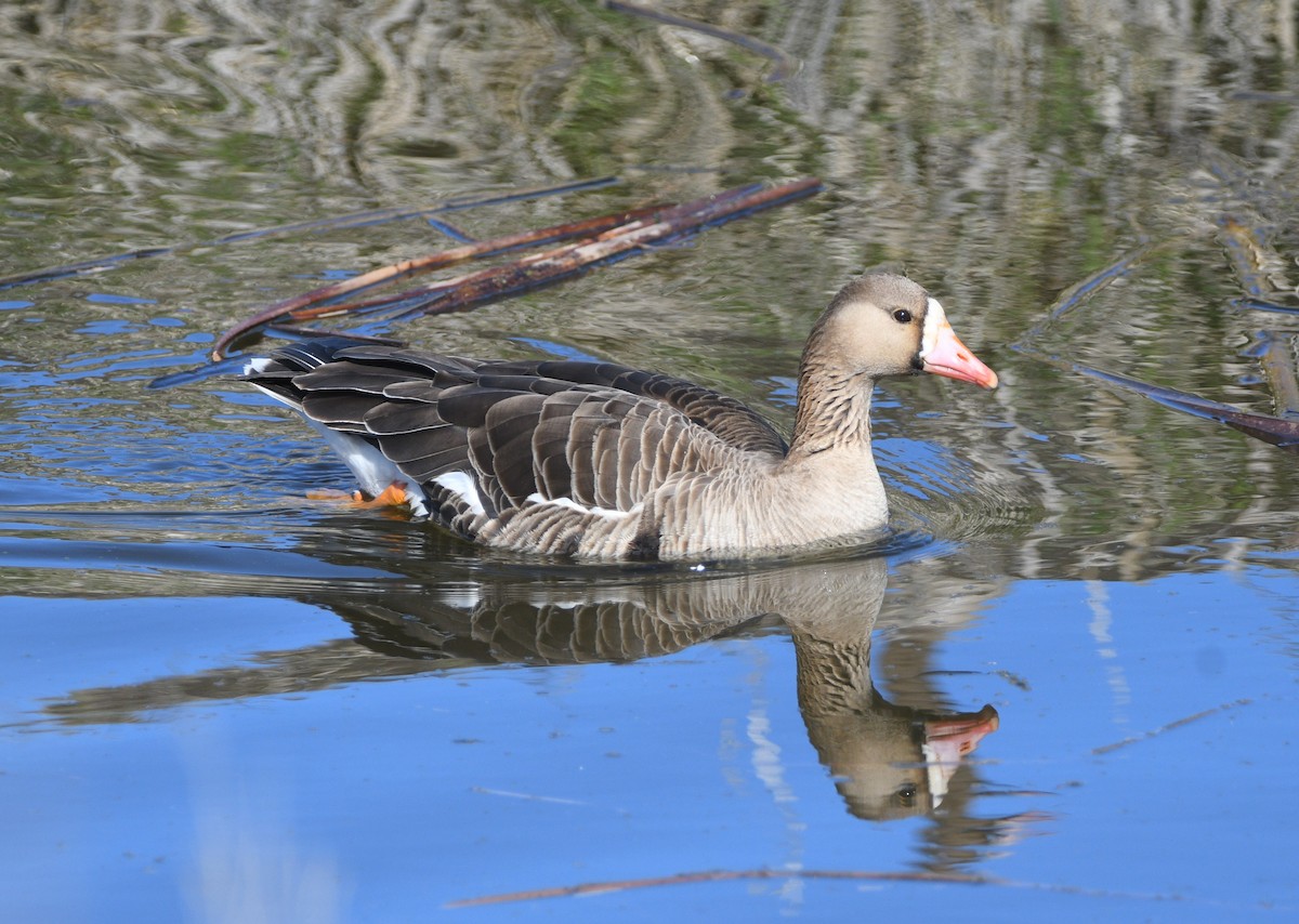 Greater White-fronted Goose - ML617009017