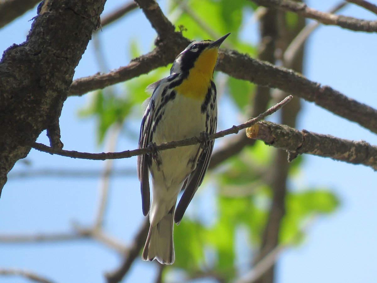 Yellow-throated Warbler - ML617009046
