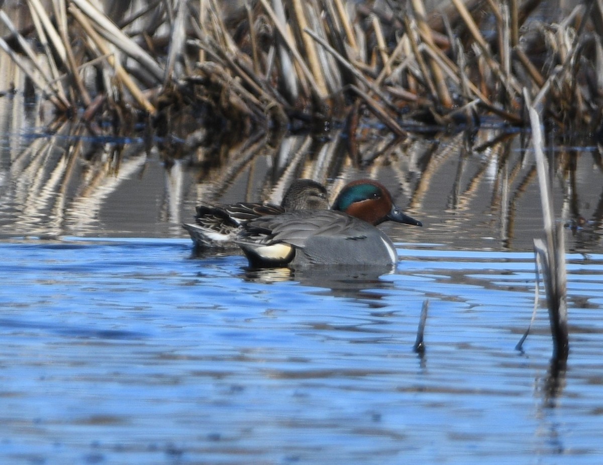 Green-winged Teal - ML617009059