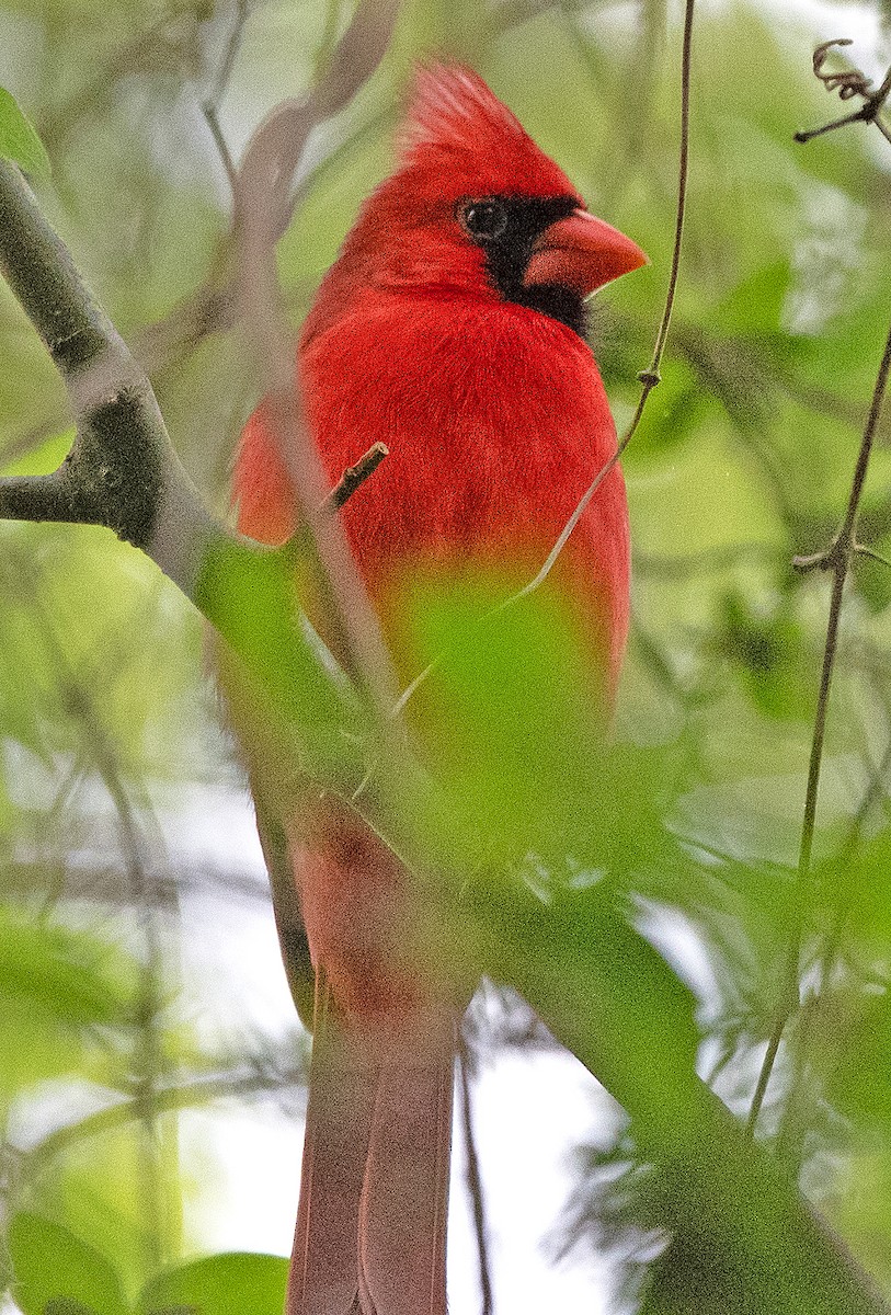 Cardinal rouge - ML617009278