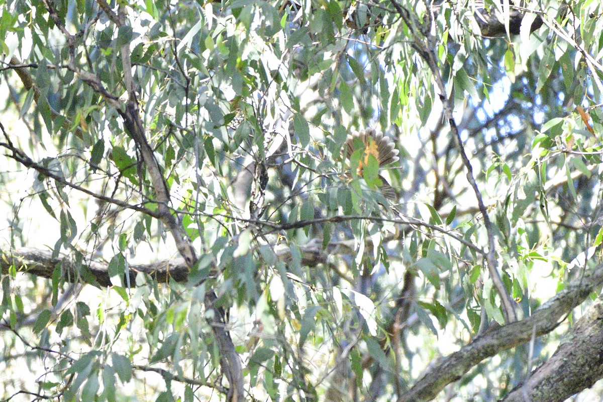 Australian Rufous Fantail - Ken Crawley