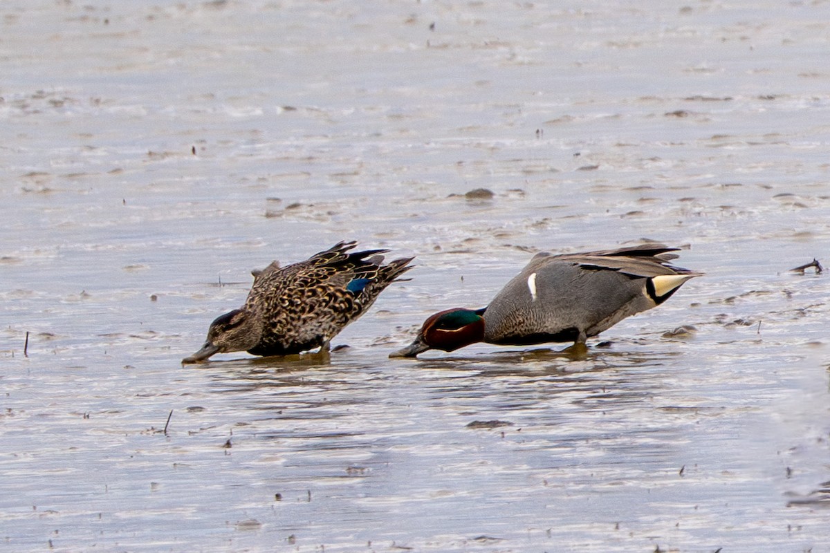 Green-winged Teal - ML617009413