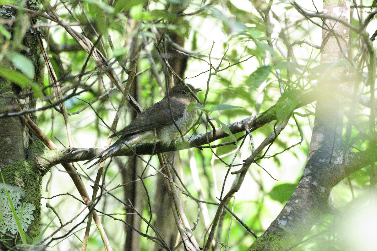 Fan-tailed Cuckoo - ML617009419