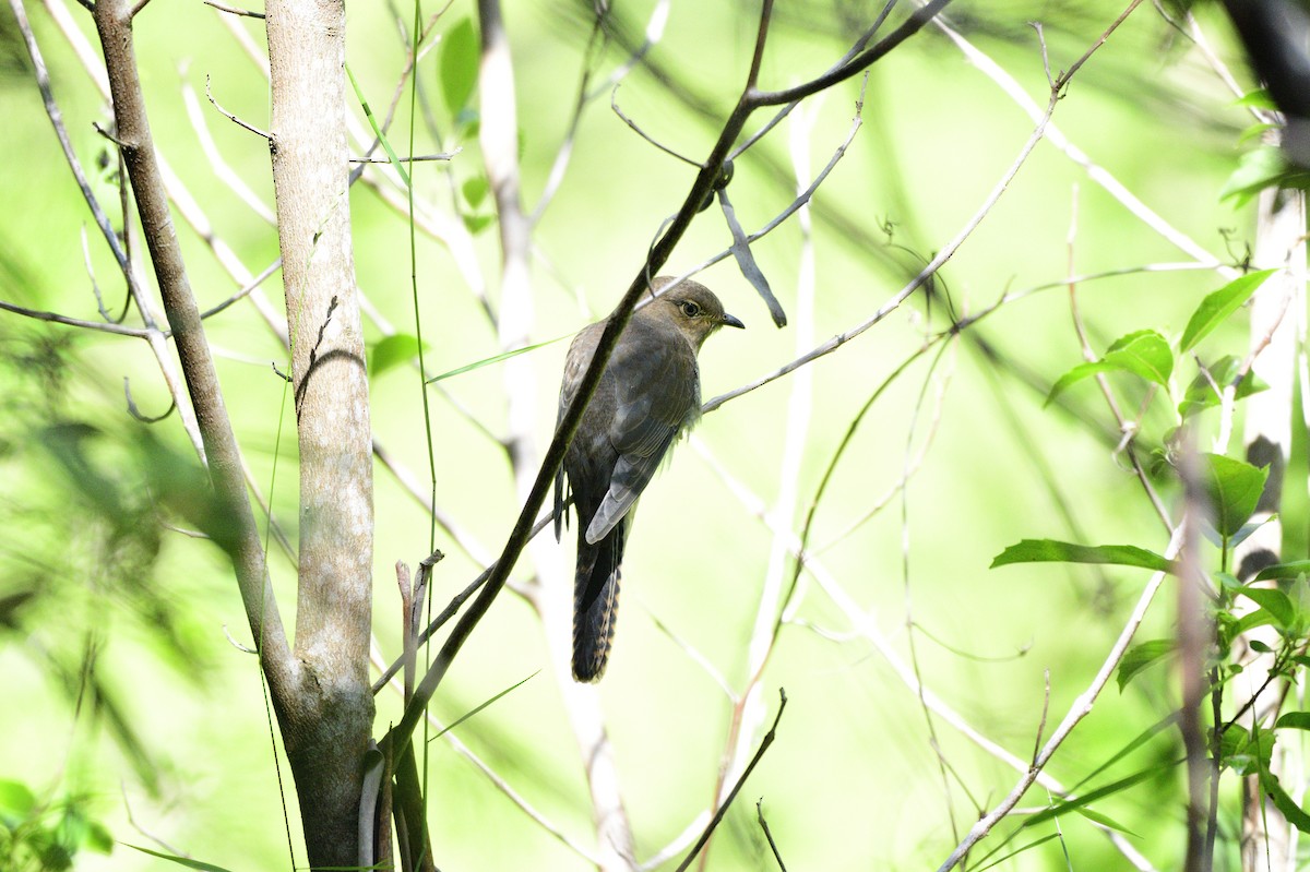 Fan-tailed Cuckoo - Ken Crawley