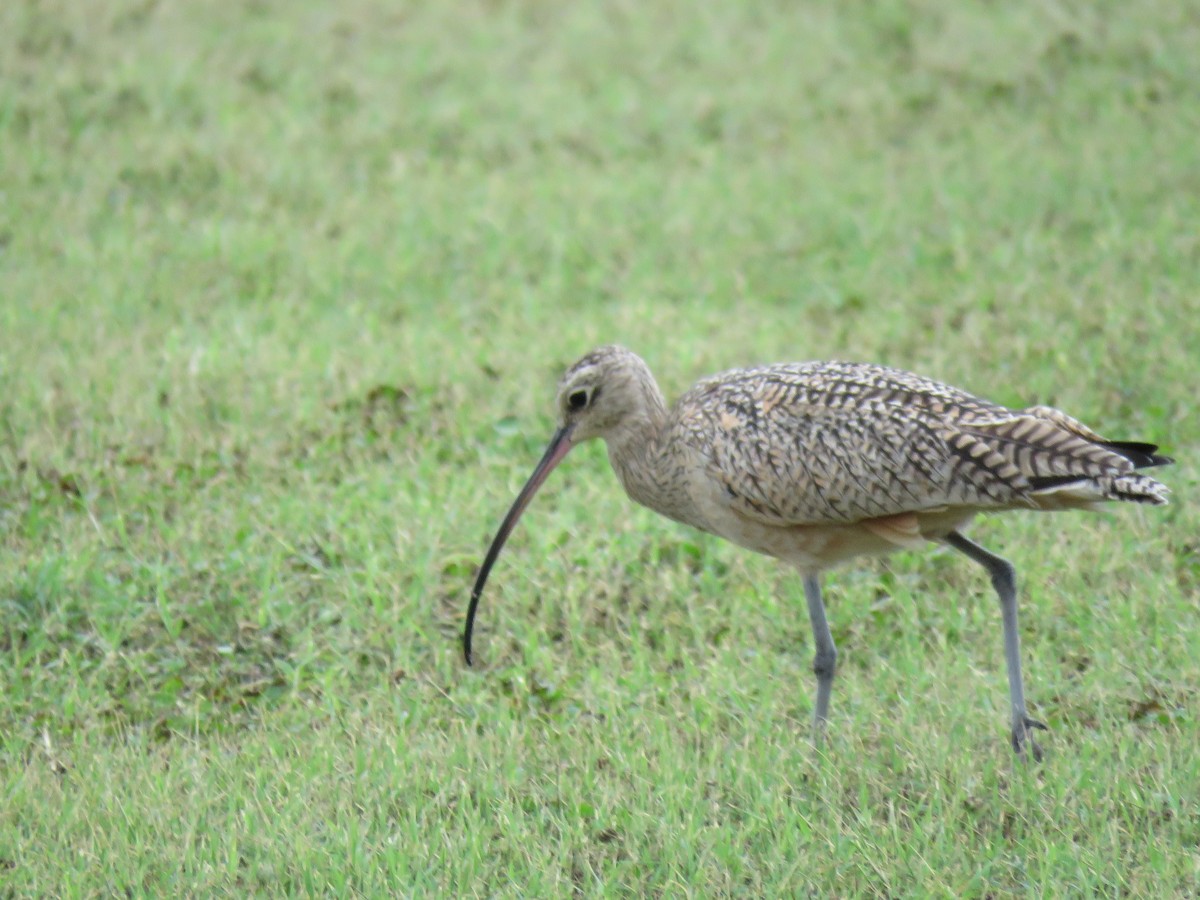 Long-billed Curlew - Holly Lanmon