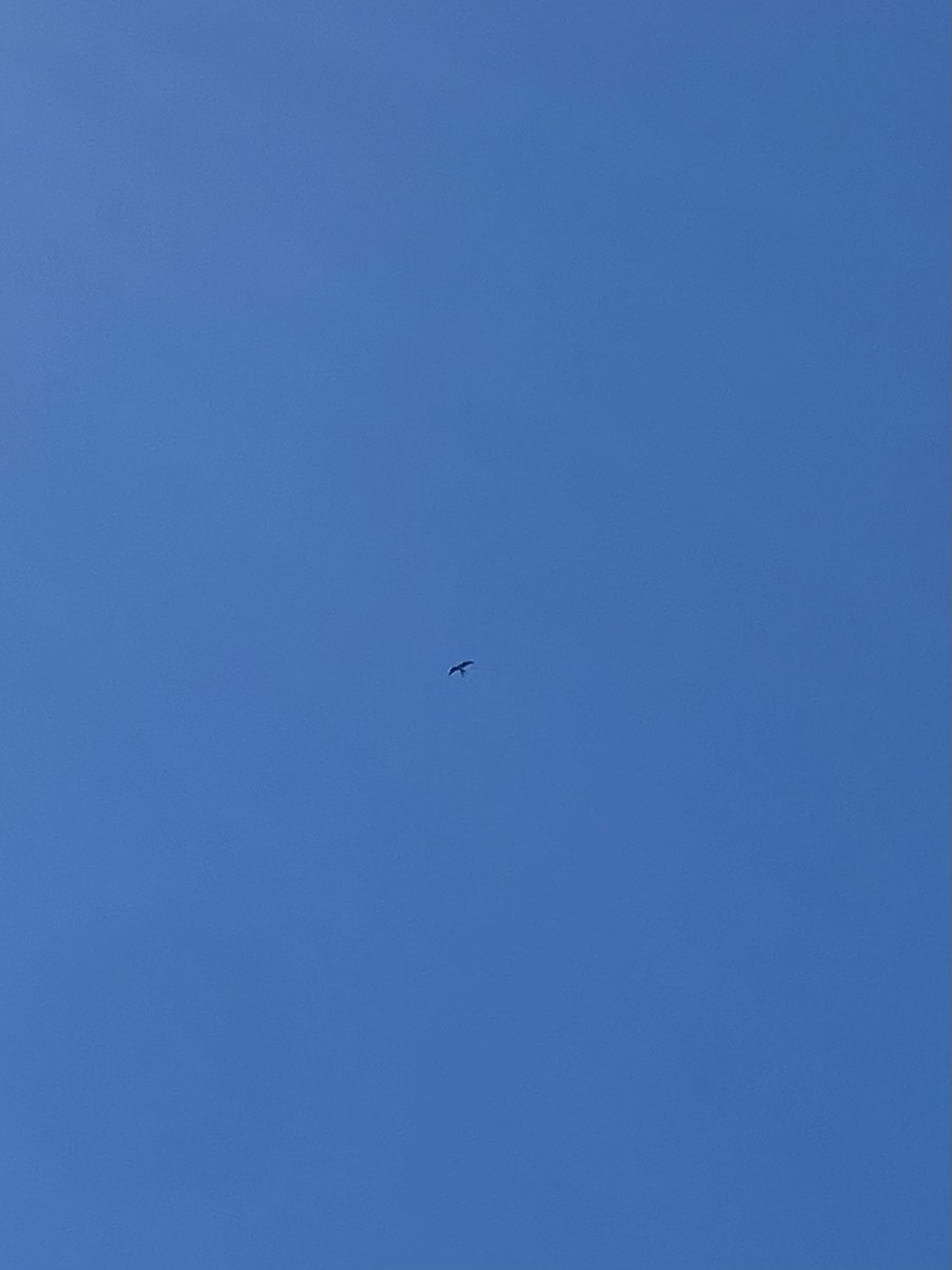Swallow-tailed Kite - ML617009615
