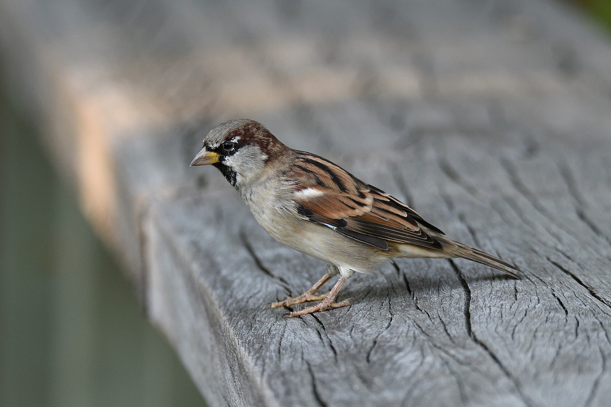 House Sparrow - terence zahner
