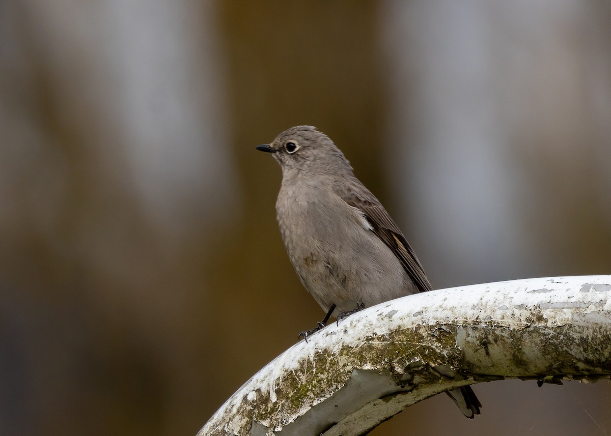 Townsend's Solitaire - ML617009816