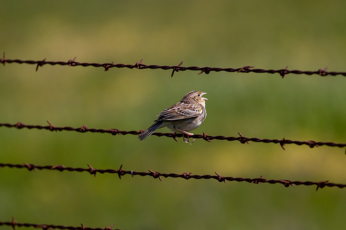 Grasshopper Sparrow - ML617009838