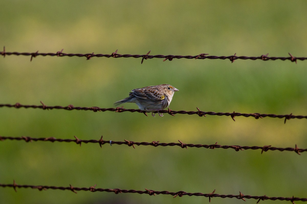 Grasshopper Sparrow - ML617009840
