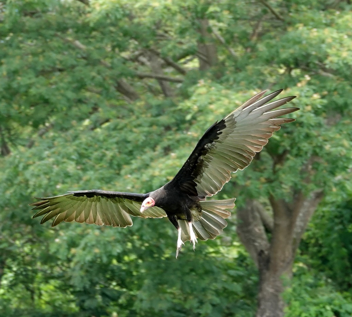 Lesser Yellow-headed Vulture - ML617009857